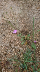 Petrorhagia prolifera