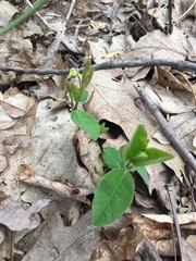 Euphorbia mercurialina