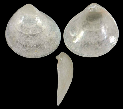 Representative image of Goodallia