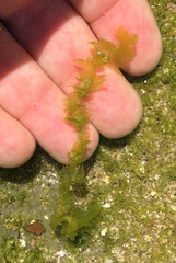 Ulva taeniata