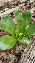 Primula meadia