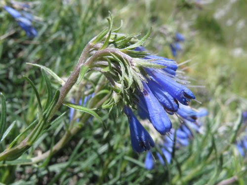 Moltkia suffruticosa, photograph 1