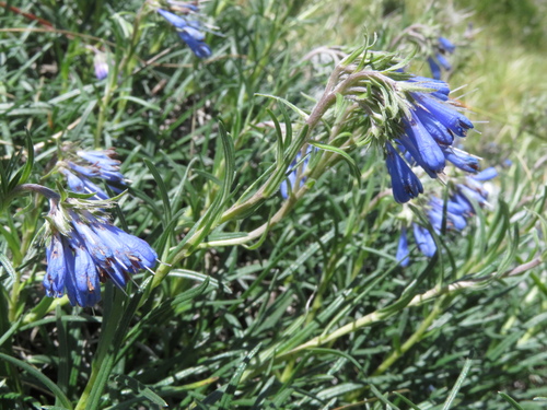 Moltkia suffruticosa