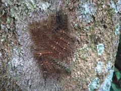 Lonomia obliqua
