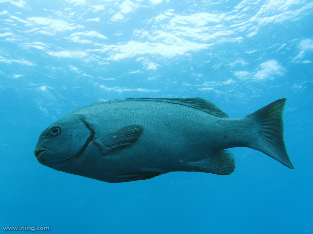 Rock Blackfish (Parsley Bay and Surrounds Fishes) · iNaturalist