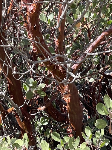 Arctostaphylos parryana, photograph 3