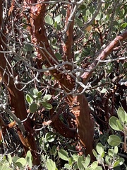 Arctostaphylos parryana, photograph (c) TEAMVALOR786 Succulents and cacti, The future of nature is in your hands, some rights reserved (CC BY)