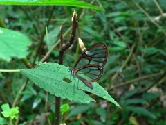 Heterosais edessa