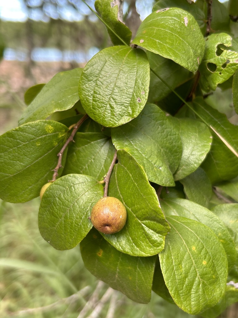 Jujube