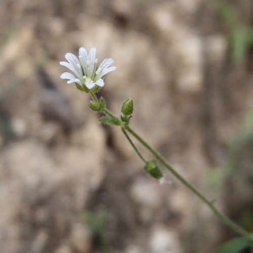 Image of Cerastium texanum by (c) Sue Carnahan, some rights reserved (CC BY)