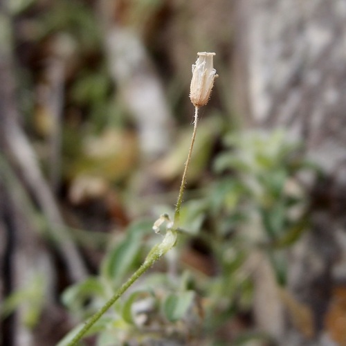 Image of Cerastium texanum by (c) Sue Carnahan, some rights reserved (CC BY)