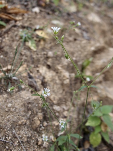 Image of Cerastium texanum by (c) Sue Carnahan, some rights reserved (CC BY)