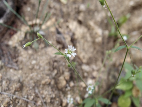 Image of Cerastium texanum by (c) Sue Carnahan, some rights reserved (CC BY)
