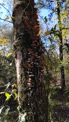 Media resource of Trichaptum biforme