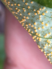 Uromyces ari-triphylli