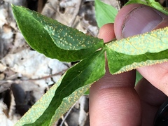 Uromyces ari-triphylli