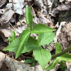 Uromyces ari-triphylli