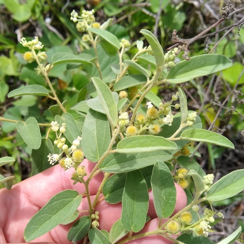 Croton pedicellatus