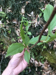 Schisandra glabra