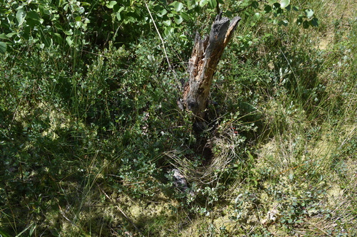 Image of Salix myrtilloides by (c) Игорь Васильев, some rights reserved (CC BY)