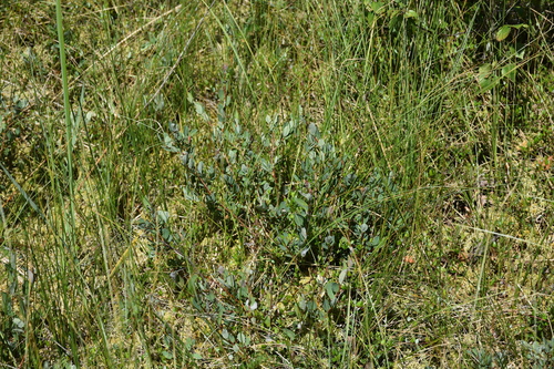 Image of Salix myrtilloides by (c) Игорь Васильев, some rights reserved (CC BY)