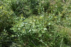Dwarf Birch (Betula humilis)