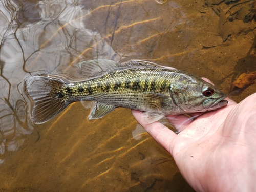 Tallapoosa Bass