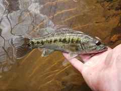 Tallapoosa Bass photo 1