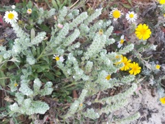 Cryptantha mexicana