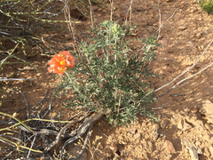 Sphaeralcea grossulariifolia
