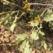 Quercus havardii tuckeri - Photo no hay derechos reservados, subido por Robb Hannawacker