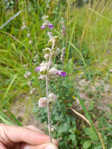 Coddled Sunbell (Tinnea eriocalyx)
