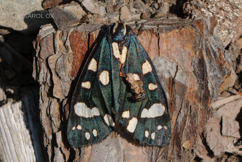 spriadač hluchavkový (Callimorpha dominula)