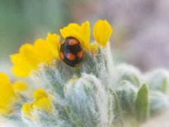 Brachiacantha decora