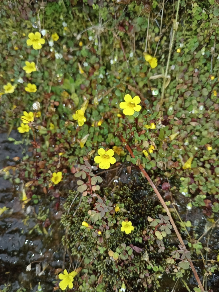 Erythranthe madrensis