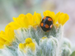 Brachiacantha decora