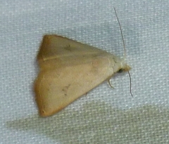 Lepidoptera