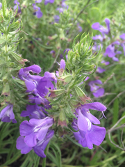 Salvia engelmannii