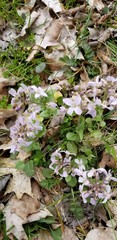 Cardamine douglassii