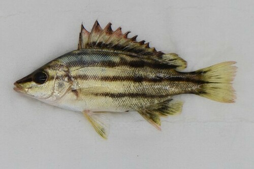 Sharpbeak terapon (Rhynchopelates oxyrhynchus) — Terapontidae — 3