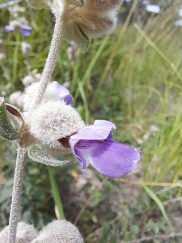 Image of Tinnea eriocalyx by (c) Mathew Rees, some rights reserved (CC BY)