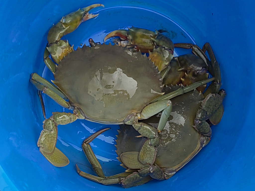 green mud crab from Cotai, Macau on September 24, 2022 at 10:43 AM by ...