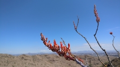 Fouquieria splendens