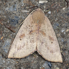 Mnesampela heliochrysa