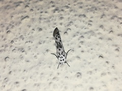 Ethmia bittenella
