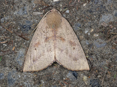 Mnesampela heliochrysa