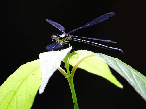 Nesolestes rubristigma