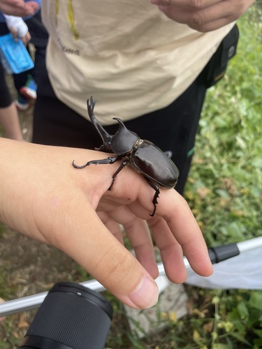 Japanese Rhinoceros Beetle