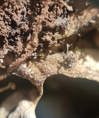 Pseudocyphellaria carpoloma
