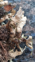 Pseudocyphellaria carpoloma